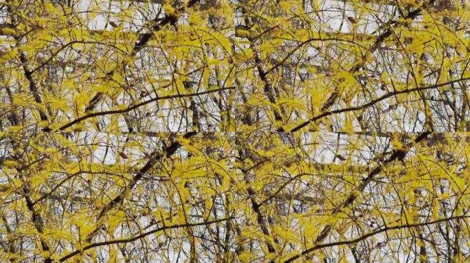 秋天公园背景下的黄色落叶松树枝的特写视图，黄色的叶子和黑色的树枝