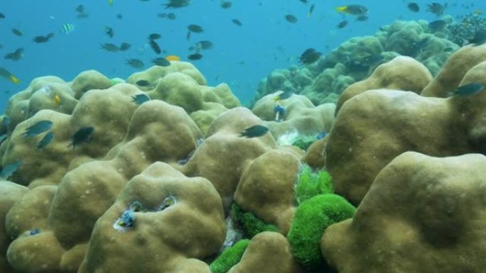 泰国有七弦琴尾Anthias鱼的Porites珊瑚礁