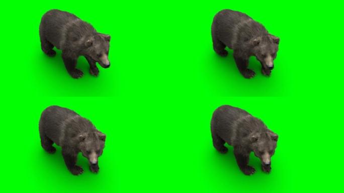 站立的熊。绿屏写实动画。
