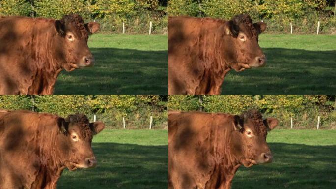 在秋天森林背景下，在绿色草地上放牧的棕色奶牛。