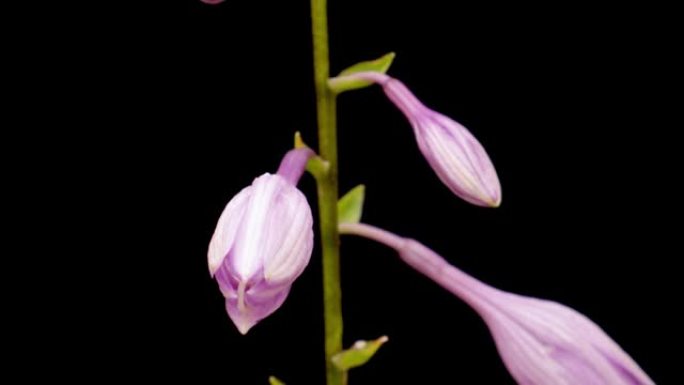 盛开的花开放，时间流逝。黑色背景上盛开的紫色玉簪花的延时。