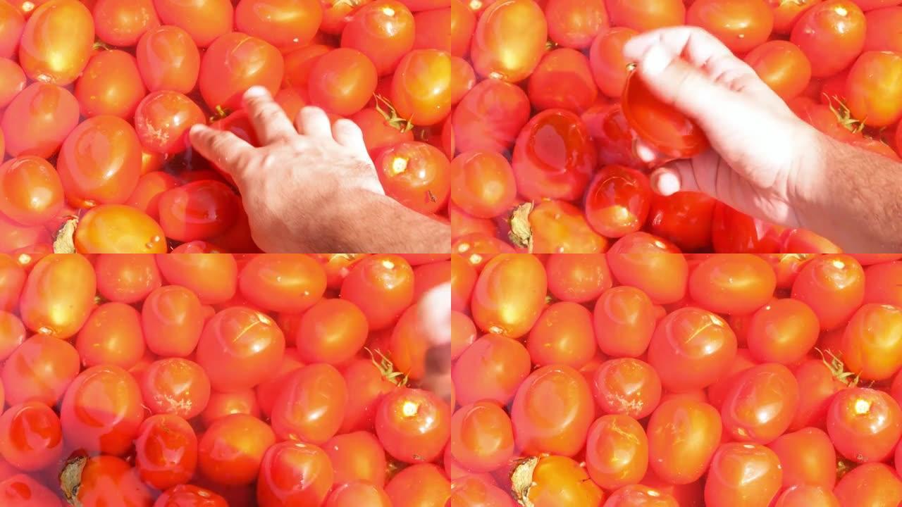 西红柿，男人拿了一个洗过的西红柿