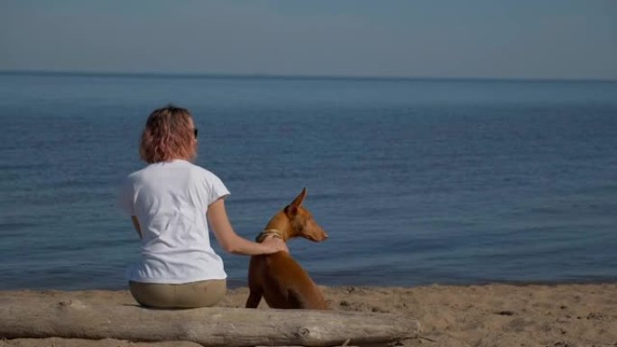 一名年轻女子带着法老品种的红狗沿着海岸旅行。夏天阳光明媚的日子，蓝天。