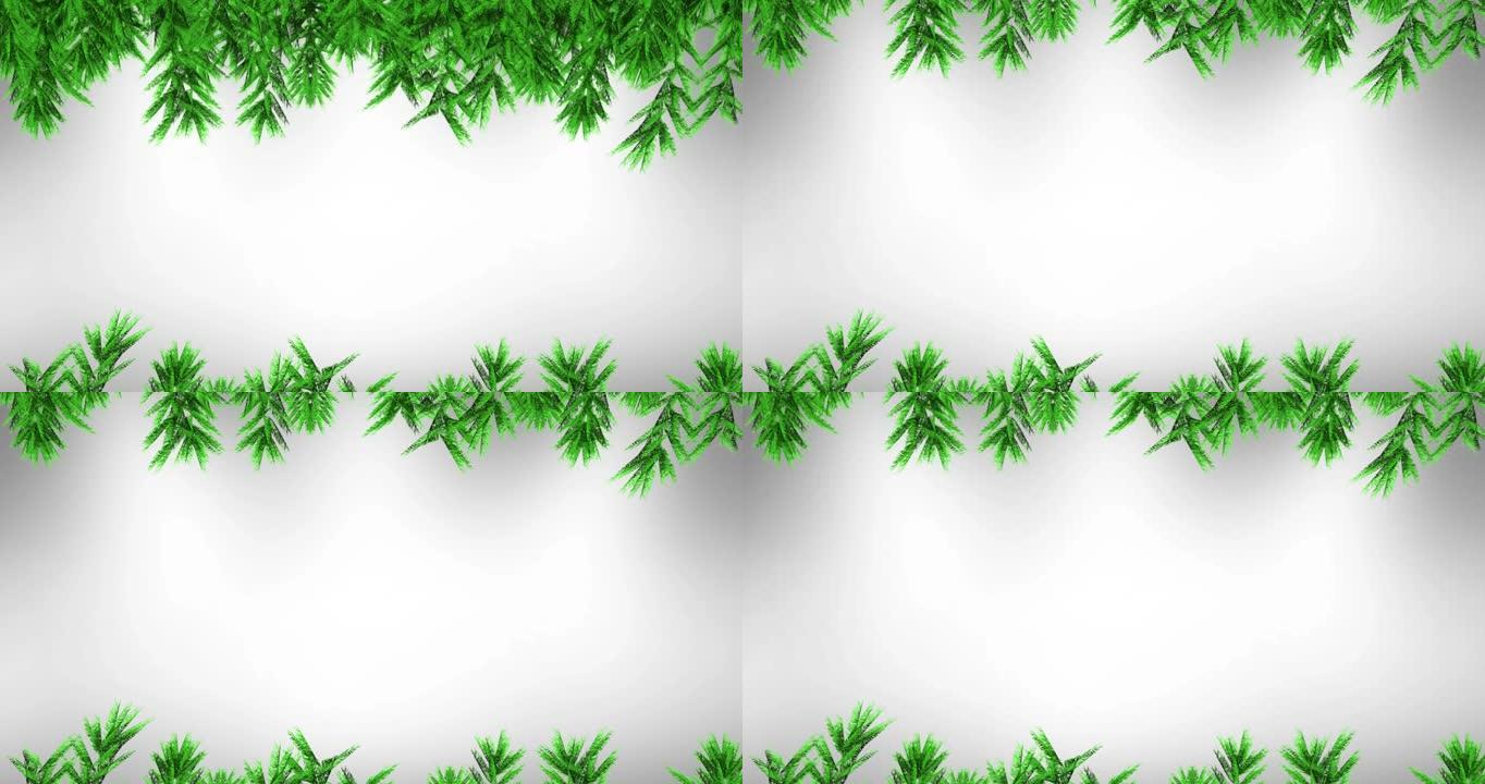 白色背景上的杉木树枝动画