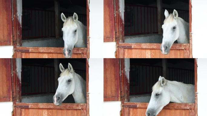 谷仓马stable中的白马肖像