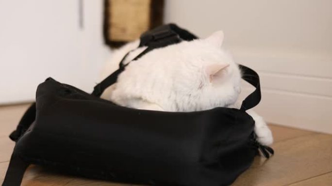 白色波斯猫在背包上玩耍