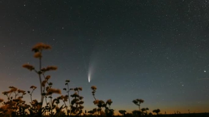 彗星Neowise C 2020 F3在开花荞麦上方的夜星天空。夜星全高清延时超脱垂，运动