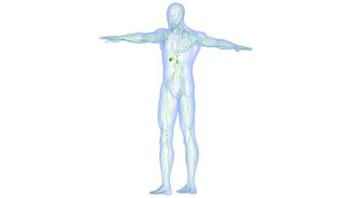 人体内部系统淋巴结解剖动画概念