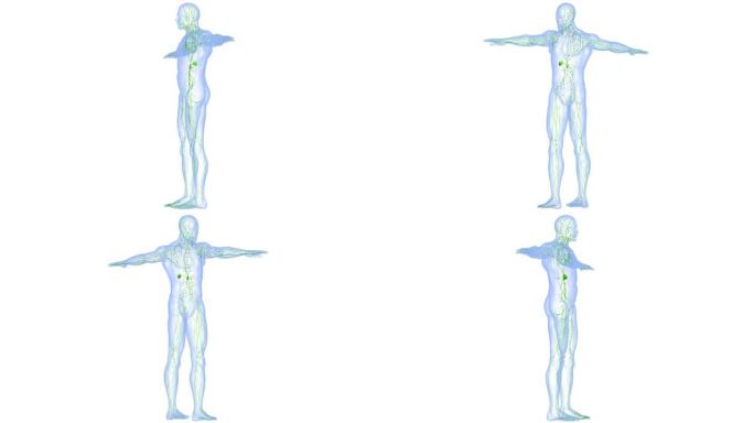 人体内部系统淋巴结解剖动画概念