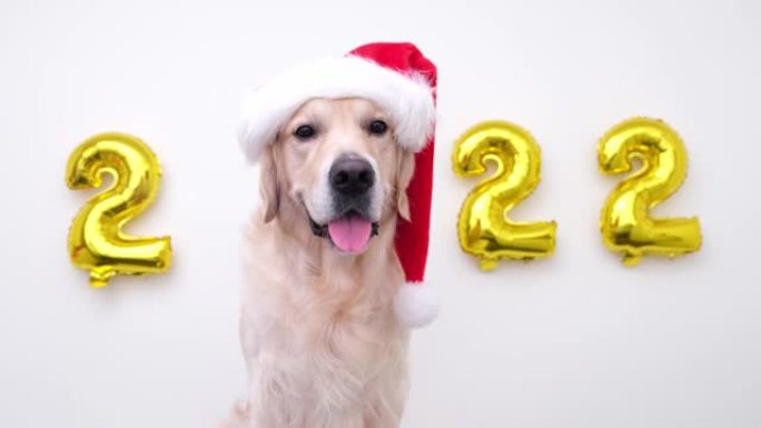 圣诞狗和气球2022在白色背景上。新年圣诞老人服装的金毛猎犬。日历，带狗的明信片圣诞快乐