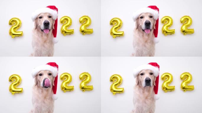 圣诞狗和气球2022在白色背景上。新年圣诞老人服装的金毛猎犬。日历，带狗的明信片圣诞快乐