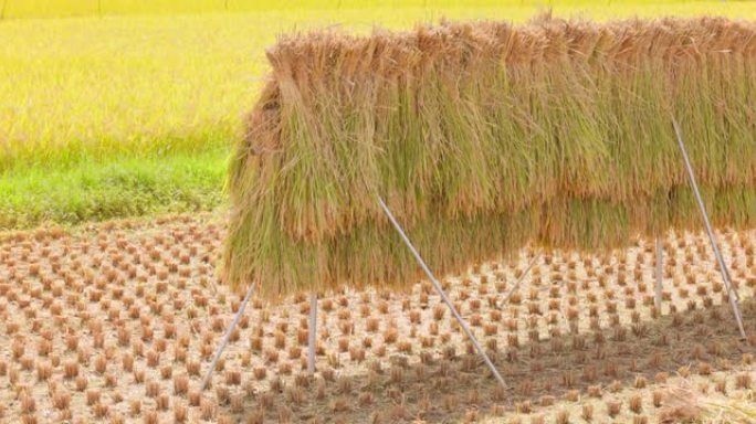 在稻田上自然干燥的稻穗收获