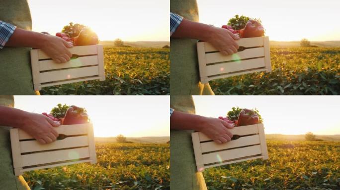 农夫提着一个装有新鲜蔬菜的木箱。日落时沿着田野走。直接来自田间概念的新鲜蔬菜