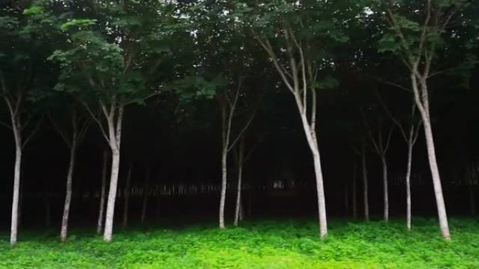 泰国南部的Para橡胶树，乳胶橡胶，人工林和树木橡胶