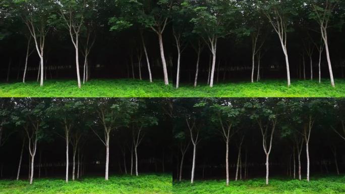 泰国南部的Para橡胶树，乳胶橡胶，人工林和树木橡胶