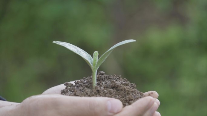 关爱生命保护地球托起希望水滴落在嫩芽瞬间