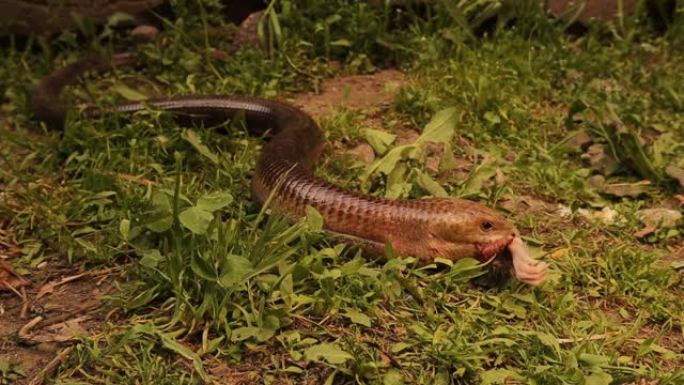 欧洲无腿蜥蜴喂养老鼠。它不是蛇，玻璃蜥蜴