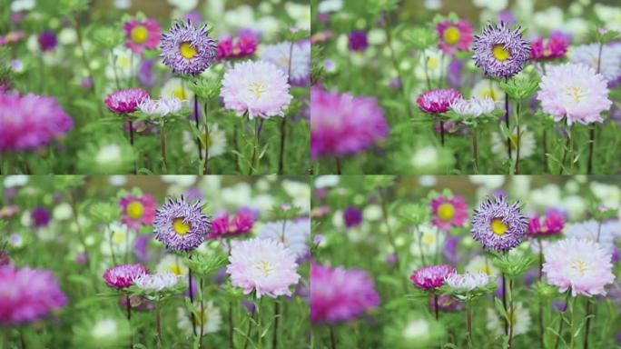 夏季春天绿色田野里五颜六色的紫苑中国花