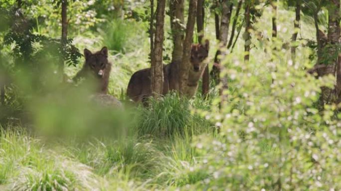 灰狼群在茂密的夏季森林中照顾猎物