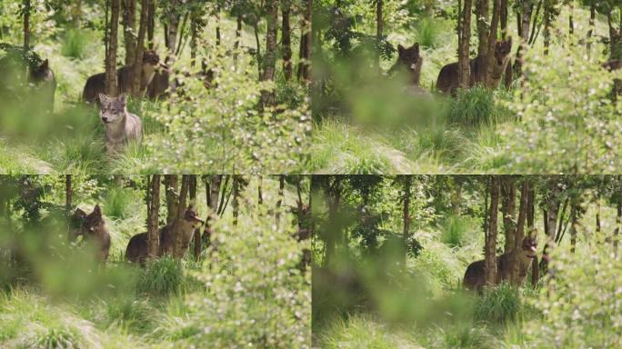 灰狼群在茂密的夏季森林中照顾猎物