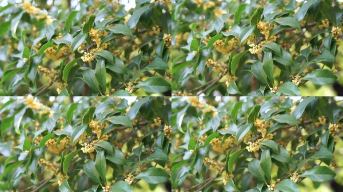 一簇簇黄色的桂花盛开在桂花树上的绿叶中，散发着芬芳的香气