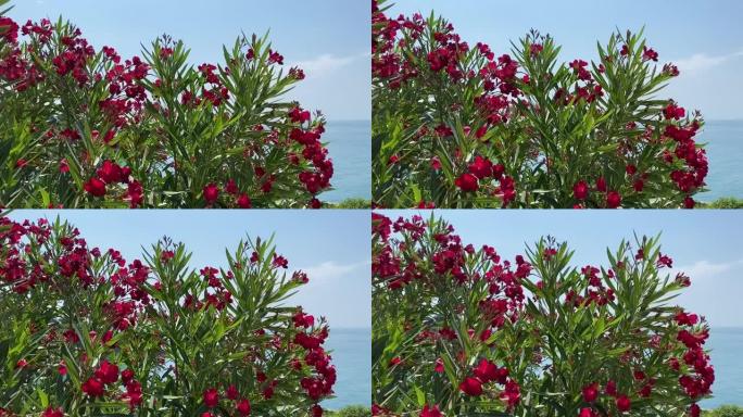 热带花园中粉红色的夹竹桃杜鹃花在清澈的蓝色海水中。美丽明亮的夹竹桃灌木丛在热带花园中抵御蓝色的天堂。