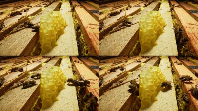 蜂巢里有蜂蜜的框架。蜜蜂，养蜂，蜡，蜜蜂面包。条纹昆虫在蜂窝状木制蜂窝上的开放式蜂巢中爬行，进行团队