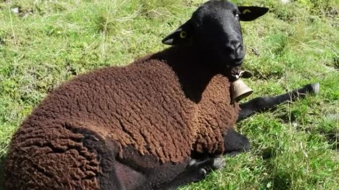 在瑞士阿尔卑斯山放牧后，黑羊躺在草地上休息。阳光明媚的夏日，实时，没有人。