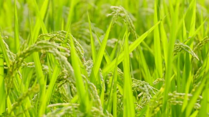 稻米在风中摇曳水稻农田田地穿梭稻穗