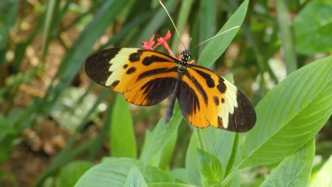 老虎长翼蝴蝶Heliconius hecale的特写