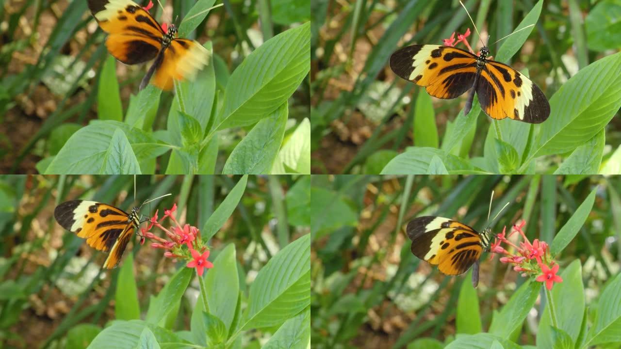 老虎长翼蝴蝶Heliconius hecale的特写