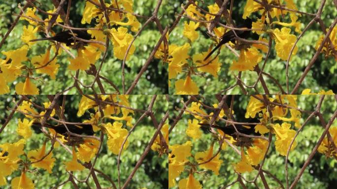 一种黄色羽毛的黑鸟以黄色的Ipe (Handroanthus albus) 为食。引人注目的风景树。