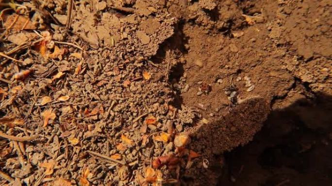 Pheidole蚂蚁巢内的工人，p和幼虫。
地下巢穴里的蚂蚁。
蚂蚁保护他们的后代。
蚂蚁团队合作的