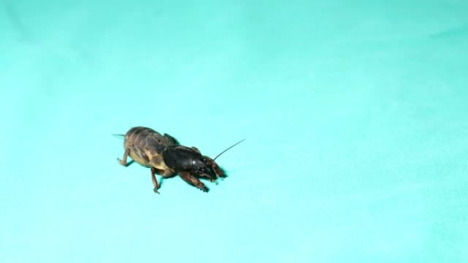 鼠蟋蟀分离 (Gryllotalpidae)
绿色背景上的鼹鼠蟋蟀
特写鼹鼠蟋蟀
特写鼹鼠蟋蟀
昆虫