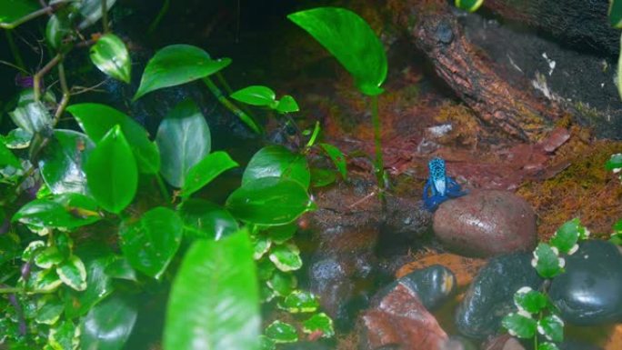 蓝色箭毒蛙或树枝状青金石蛙在4k休息。