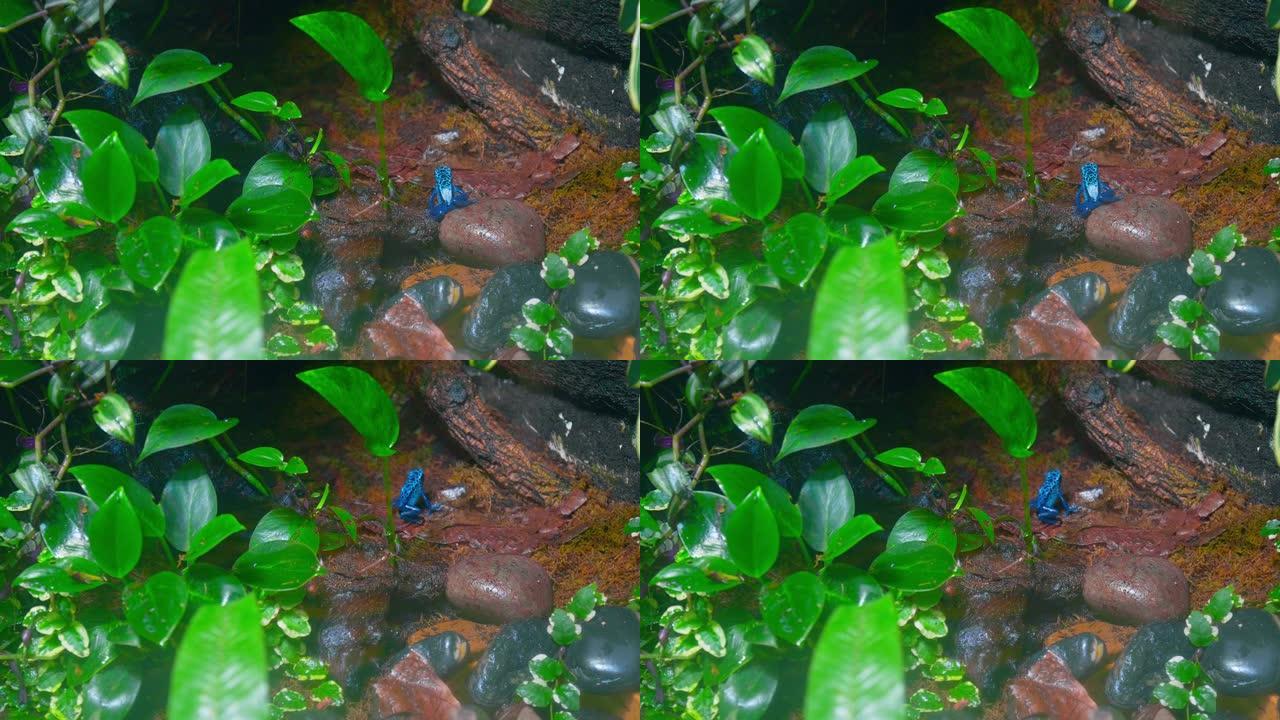 蓝色箭毒蛙或树枝状青金石蛙在4k休息。