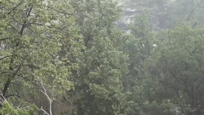 大雨。背景下的农村树木强风