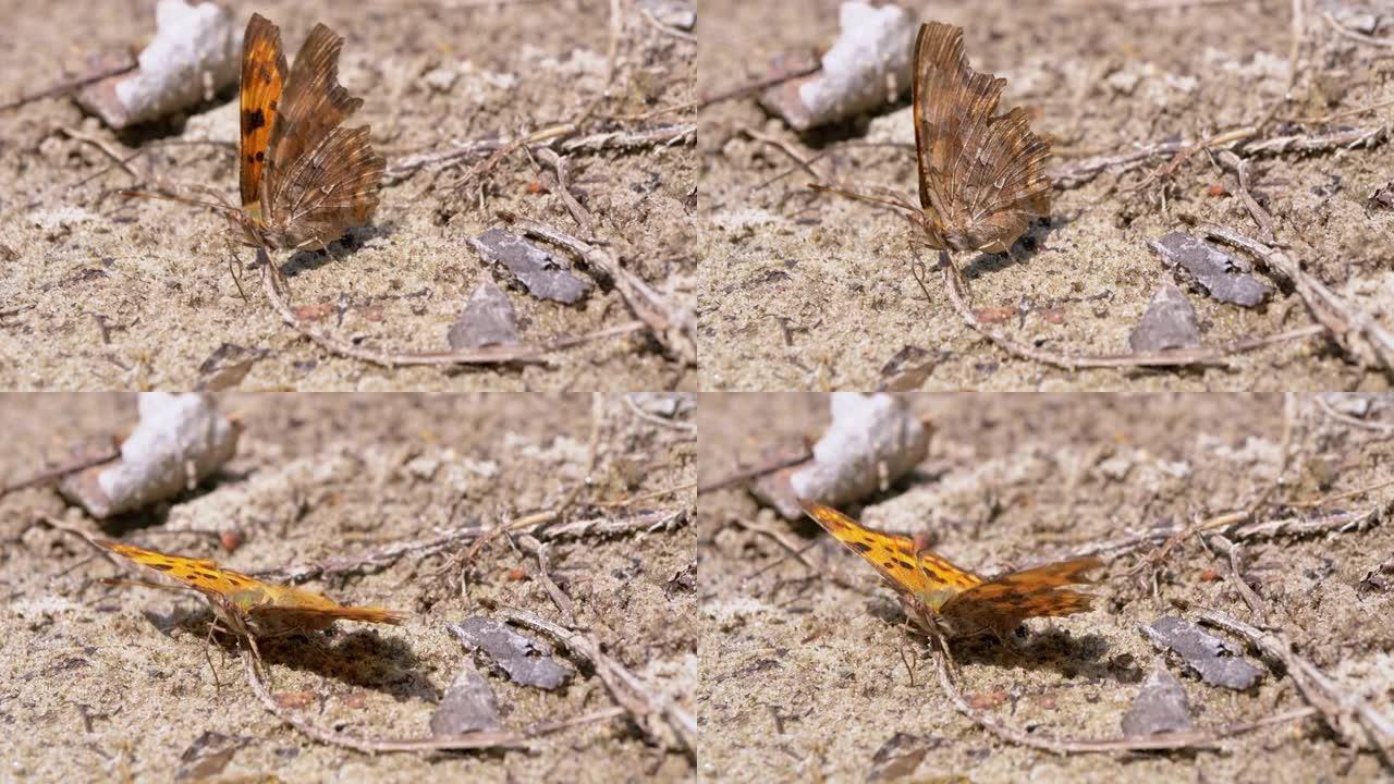 美丽的斑点橙色蝴蝶坐在潮湿肮脏的沙滩上，张开翅膀。4K