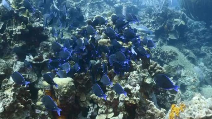 加勒比海/库拉索岛珊瑚礁绿松石水中的蓝塘