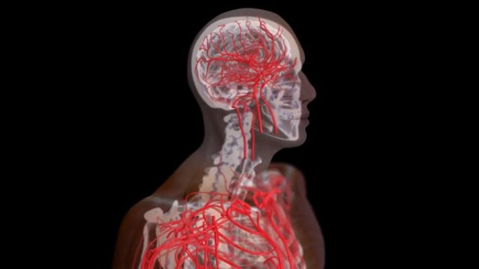 心血管系统的抽象医学动画