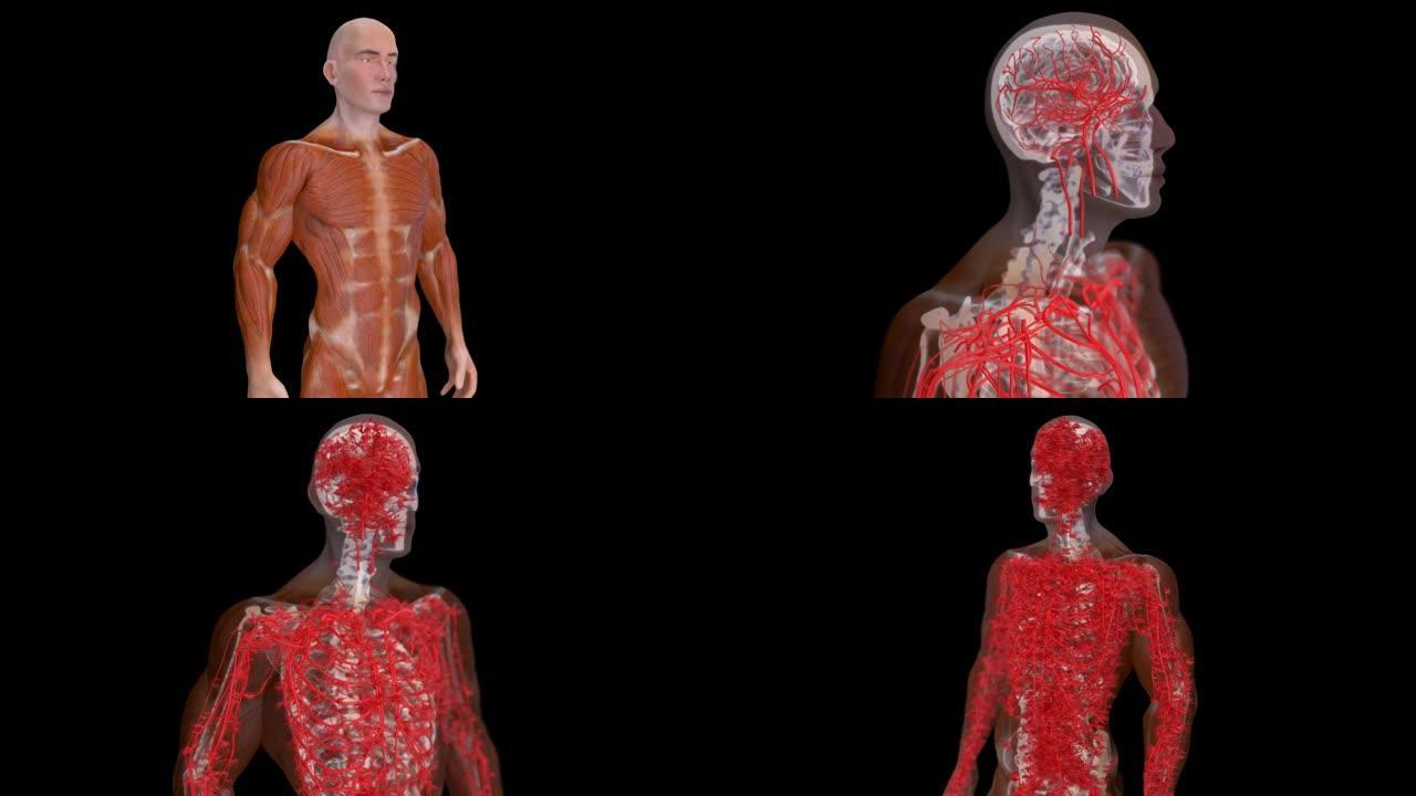 心血管系统的抽象医学动画