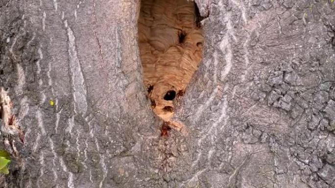 一群激进的危险大黄蜂进入树洞的蜂巢