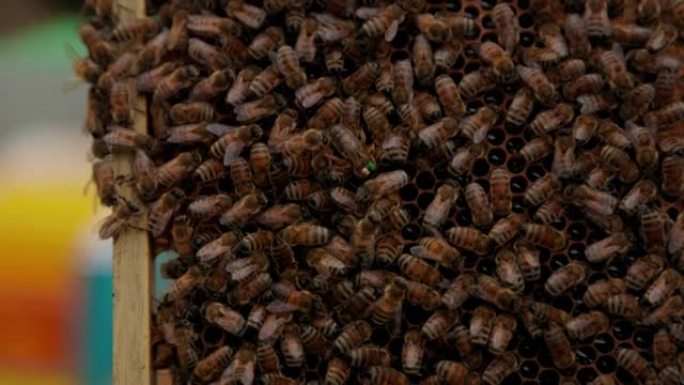 标记蜂后蜜蜂养殖特写实拍