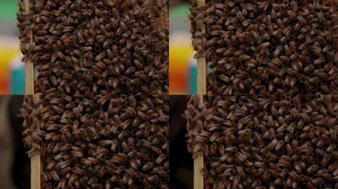 标记蜂后蜜蜂养殖特写实拍