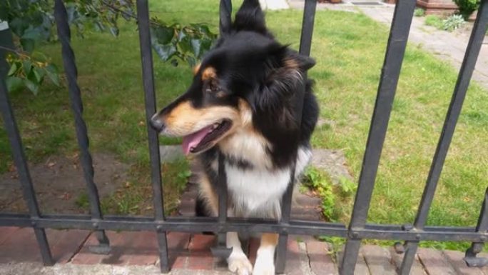 一只漂亮可爱的狗把头伸出栅栏