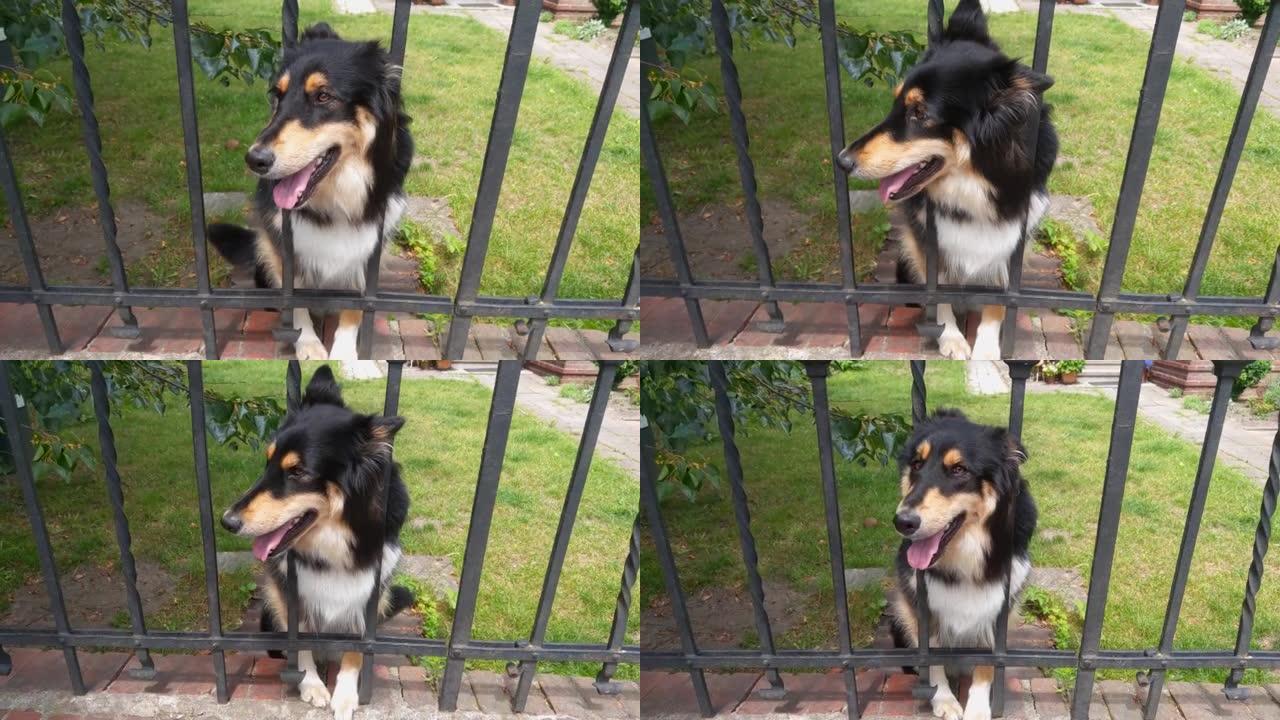 一只漂亮可爱的狗把头伸出栅栏
