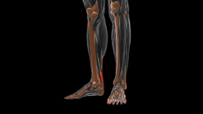 医学概念3D跟骨肌腱解剖