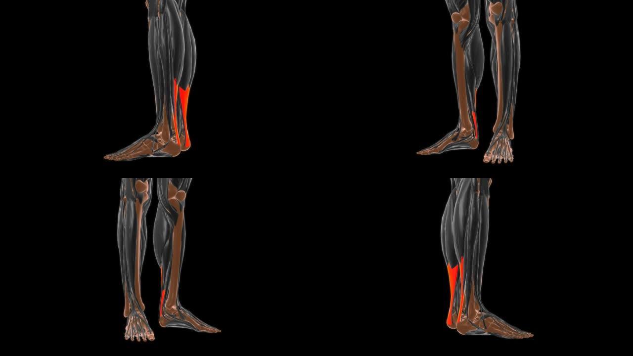 医学概念3D跟骨肌腱解剖