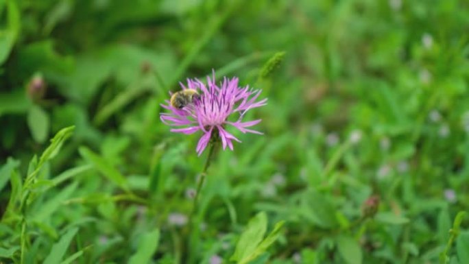 紫色粉色斯托克斯翠菊4