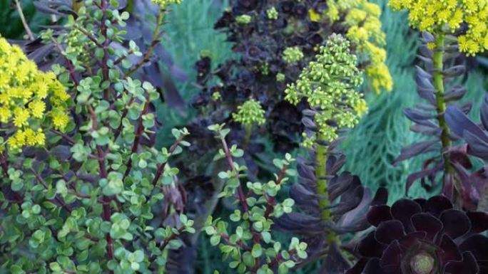 美国加利福尼亚州的黄花树。爱尔兰玫瑰深色肉质花序。家庭园艺，美国装饰观赏室内植物，天然植物沙漠氛围